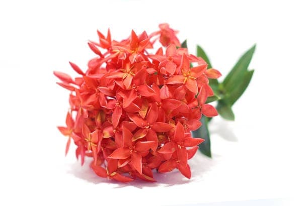 The Ixora Red flower, known as Thechi in Malayalam